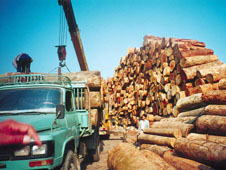 Timber ban, effective in April, leads to wood export rush