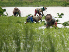 Severe weather affecting rice fields across Burma 