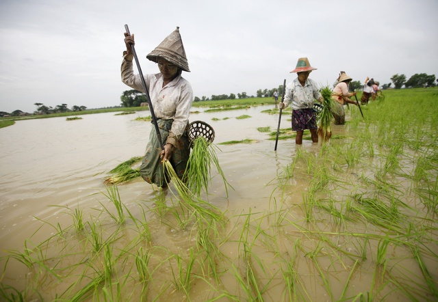 Burmese farmers in race against time