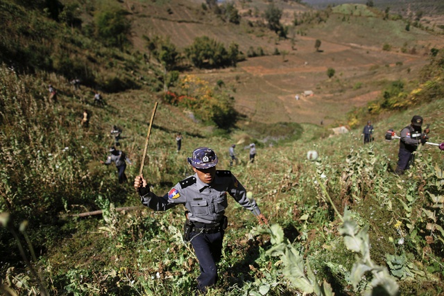 Poppy replacement in Shan State will take time, money