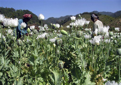 Golden Triangle opium revival spreads to India