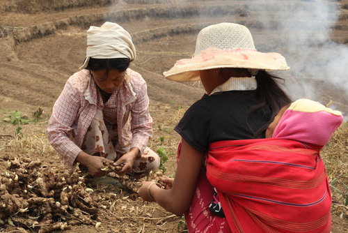 Organic farming offers Kachin IDPs vital health options