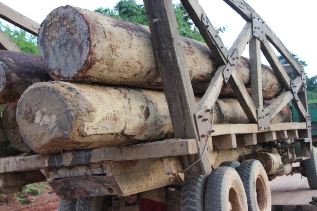 Soldiers nabbed with illegal logs in Sagaing