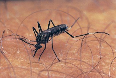 16 dead as dengue fever sweeps Arakan State