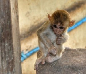 Young monkey at Taung Kalat. (PHOTO: Samantha Hussey)