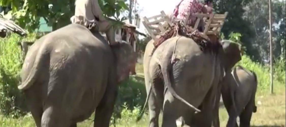 Elephant kills Burmese migrant in Thailand