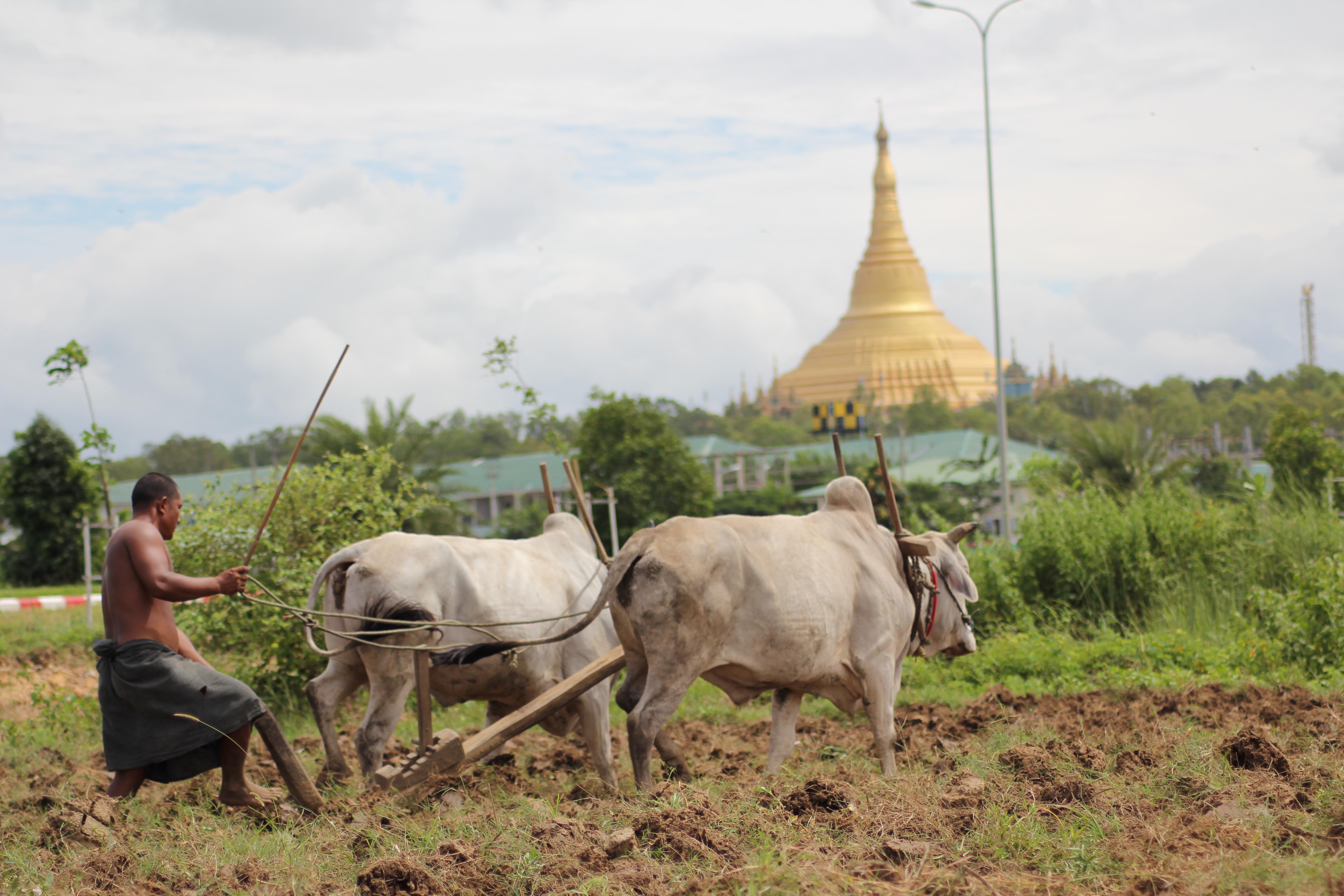 Burma's farmers fret as weather grows more extreme DVB Farmers Association to buy rainy season paddy | DVB