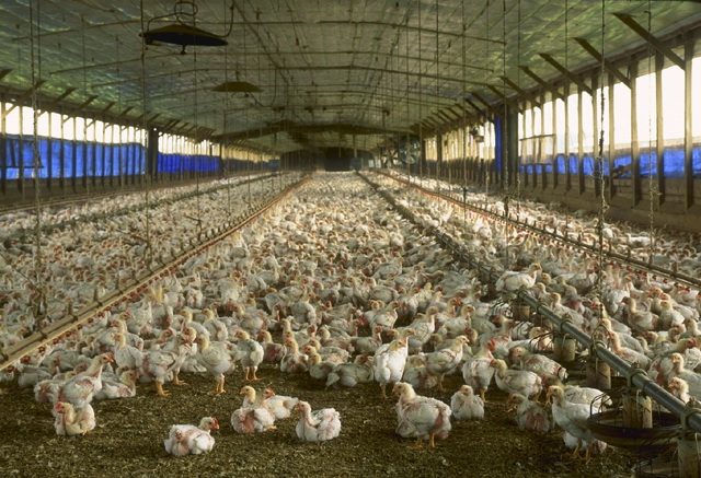 Exporter cuts ties with Thai chicken farm after abuse allegations