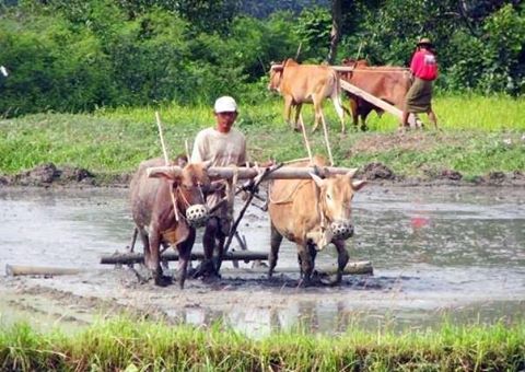 Rural Arakan to receive $10 million under micro-finance scheme