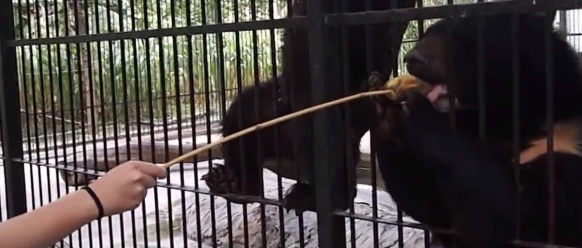 Illegally bred black bears sent to Mandalay zoo