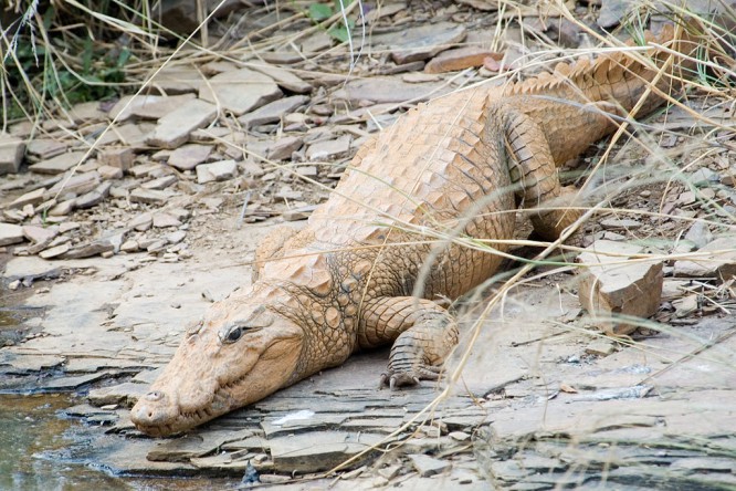 Crocodile attacks spark fears in Bogalay