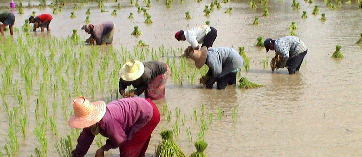 Thai junta offers farmers $514 million in rice loans
