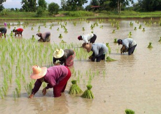 Farmers Association to buy rainy season paddy | DVB Farmers Association to buy rainy season paddy | DVB
