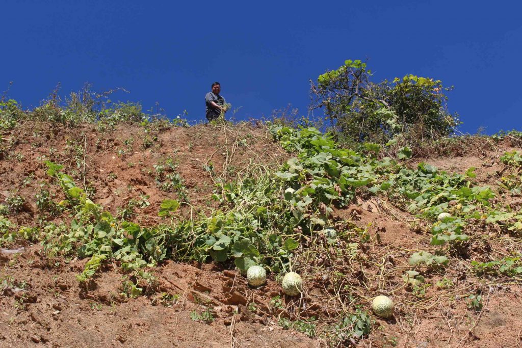 Farmer outside of Falam tending to his melon vines. (PHOTO: Libby Hogan/DVB)