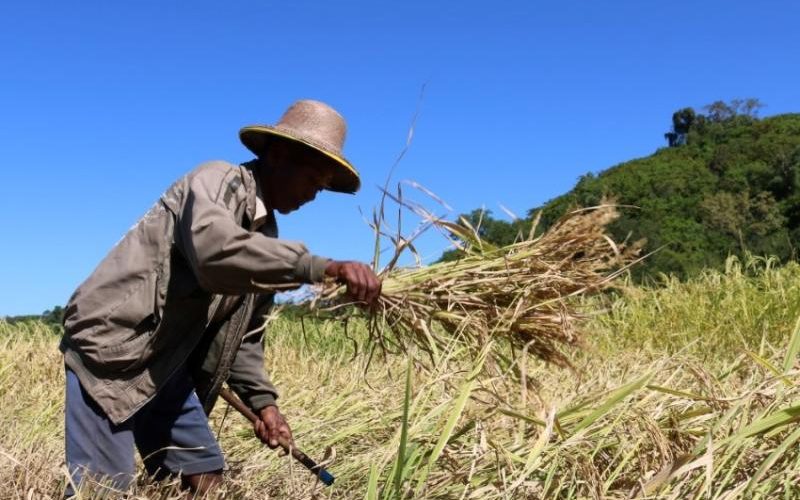 Struggling Arakan farmers want more government support