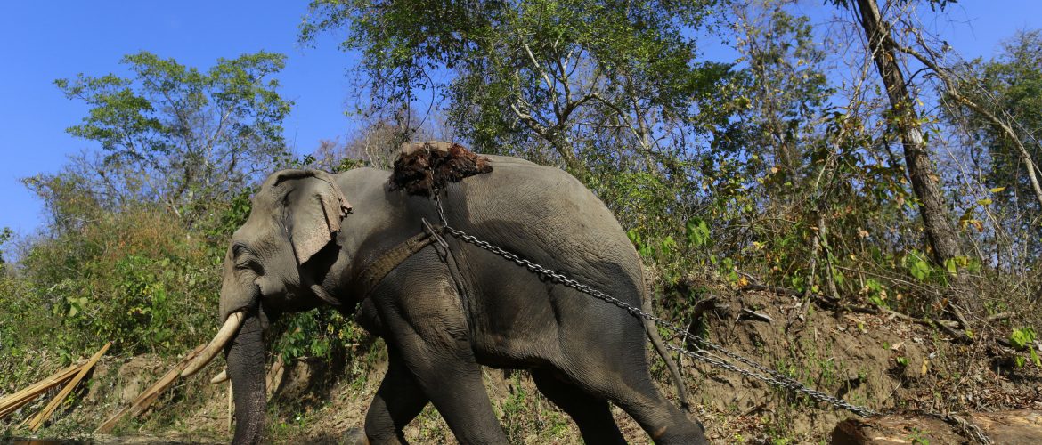 Govt, conservationists unveil elephant protection plan