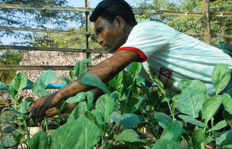 Drip-irrigation helps farmers in Burma’s Dry Zone