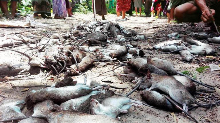 Villagers fight back as rat hordes swarm Irrawaddy Delta’s Ngapudaw