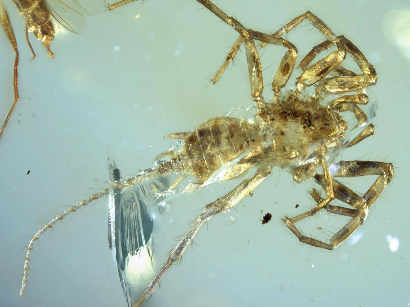 Arachnophobes take heed: ancient spider found in Burma had a whip-like tail