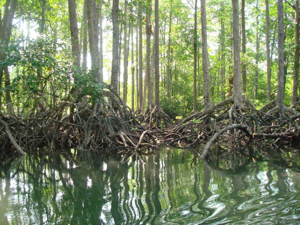 Tanintharyi locals protest mangrove destruction