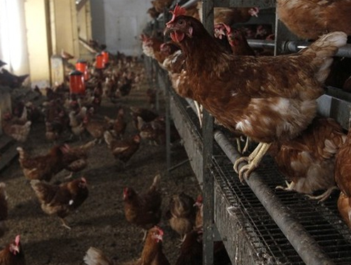 Thai court orders chicken farm to compensate Burmese workers