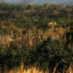 An elephant is seen in the late afternoon, from inside the forest in Kyar Chaung village