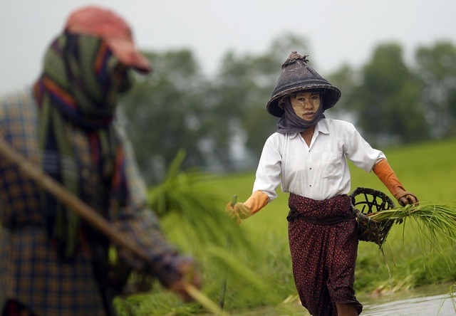 Burmese rice exports to resume