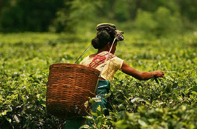 Tea industry in steep decline
