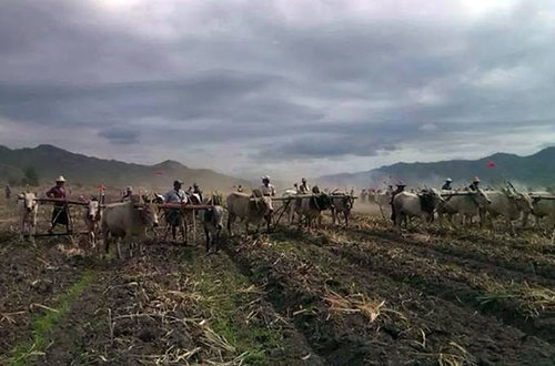 Mandalay farmers begin ‘plough protest’ on 3,000 acres