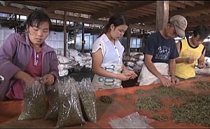 Packaging green tea in Burma (PHOTO: DVB)