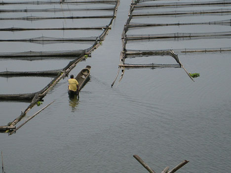 Farmers decry fishpond-flooding trial as ‘unfair’