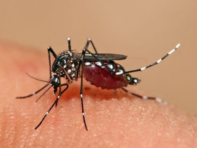 Dengue fever doubles in Burma this year