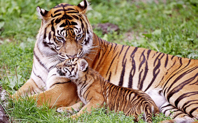 Hybrids Between Tiger Subspecies