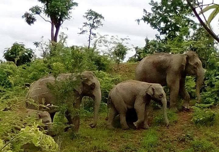 Parade of wild elephants spotted in central Burma