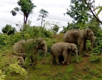 Wild elephants at large