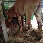 rsz_cow_pic