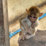 rsz_mount-popa-baby-monkey