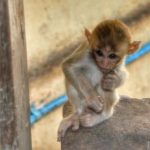 300x256xrsz_mount-popa-baby-monkey-300×256.jpg.pagespeed.ic.mFQjbiMK3I
