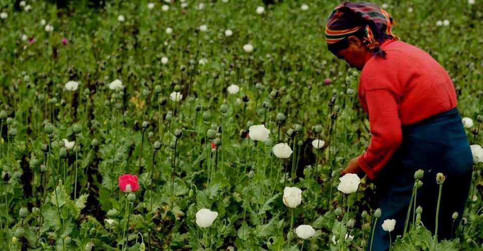 Crime gangs, not farmers to blame for Burma drug trade
