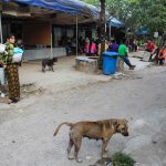 dogsmaetaoclinic (1 of 1)