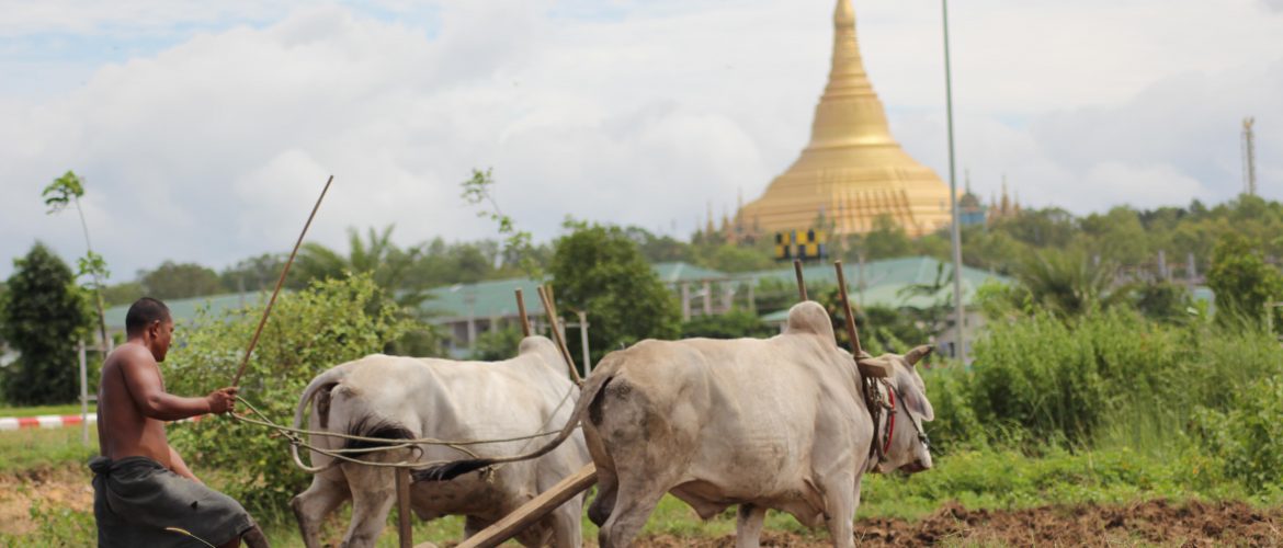 Burma's farmers fret as weather grows more extreme
