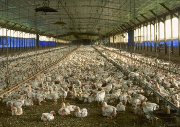 Exporter cuts ties with Thai chicken farm after abuse allegations