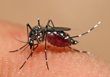 Rangoon has highest rate of dengue fever in Burma