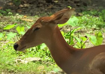 Rare deer faces extinction in Sagaing sanctuary