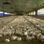 Florida_chicken_house