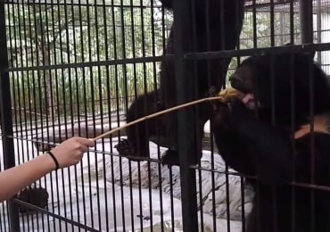 Illegally bred black bears sent to Mandalay zoo