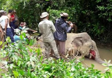 Another elephant found slain by poachers