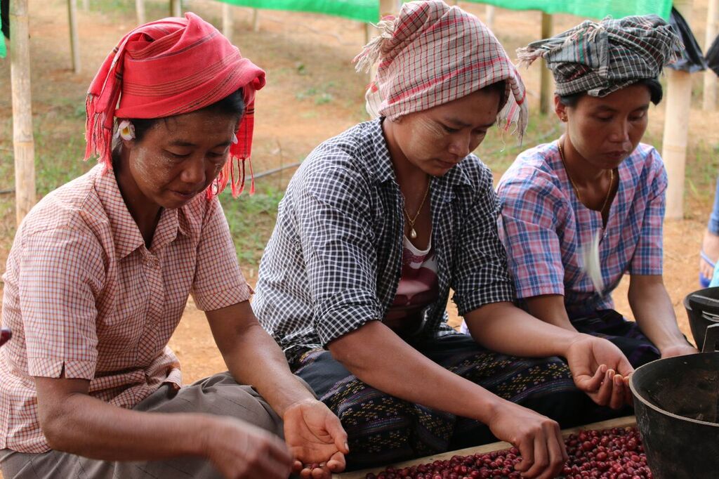 First coffee shipment from Burma arrives in US