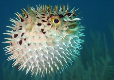 2 die in Dawei after eating puffer fish