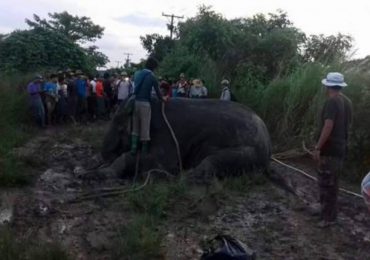 Wild elephant unleashes on village north of Yangon